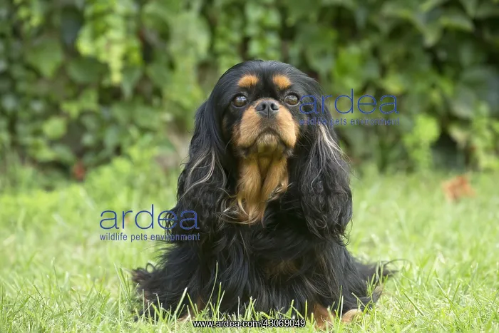 : Cavalier King Charles Spaniel Dog outdoors