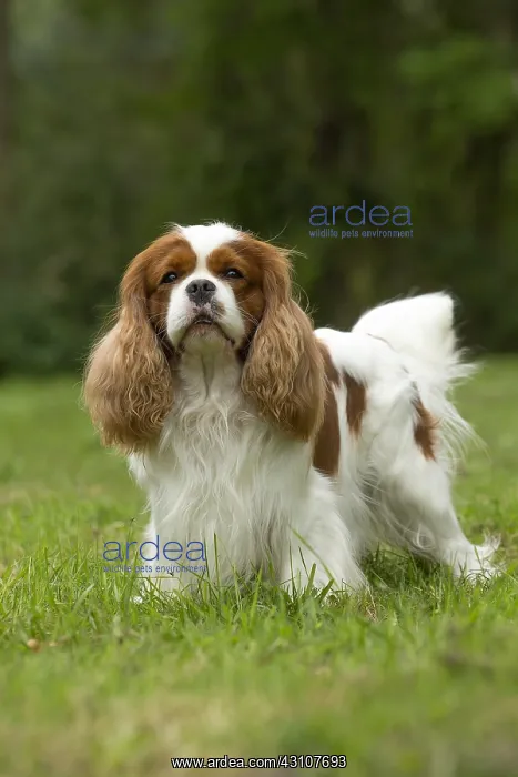  : Cavalier King Charles Spaniel Dog outdoors