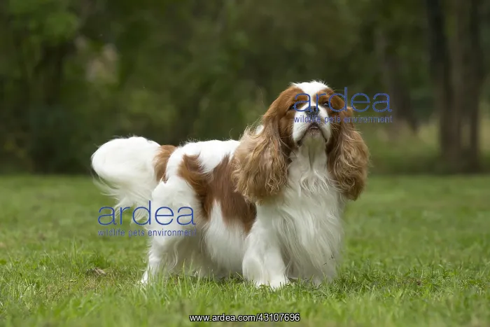  : Cavalier King Charles Spaniel Dog outdoors