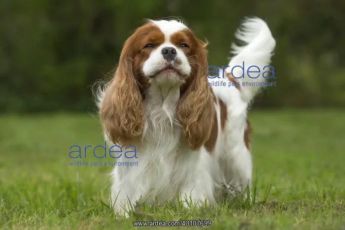  : Cavalier King Charles Spaniel Dog outdoors