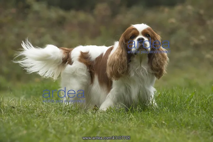  : Cavalier King Charles Spaniel Dog outdoors