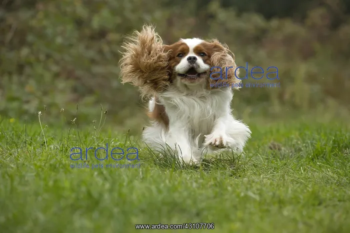  : Cavalier King Charles Spaniel Dog outdoors