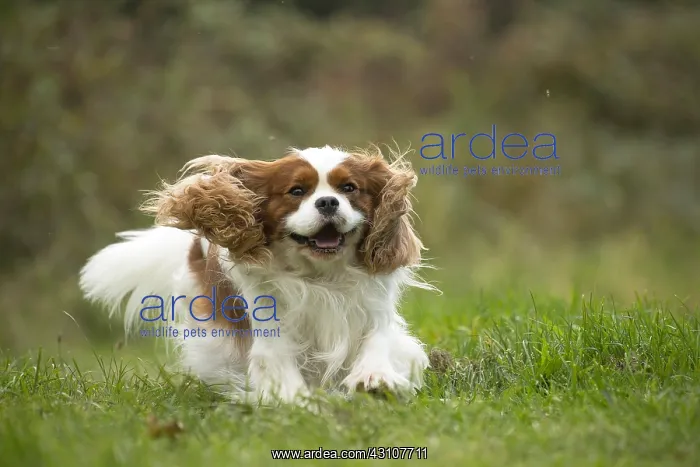  : Cavalier King Charles Spaniel Dog outdoors