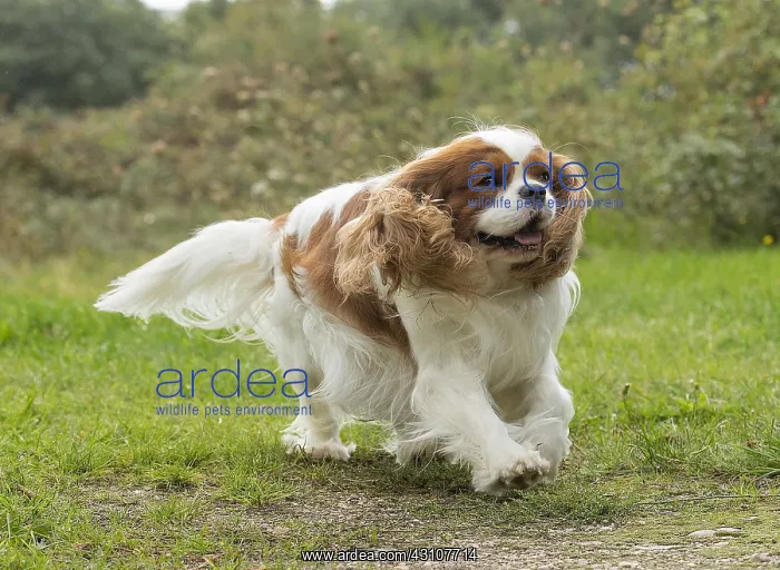  : Cavalier King Charles Spaniel Dog outdoors