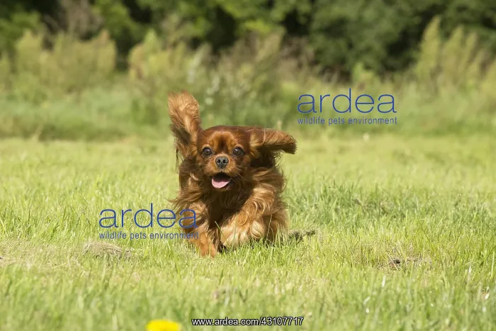  : Cavalier King Charles Spaniel Dog outdoors