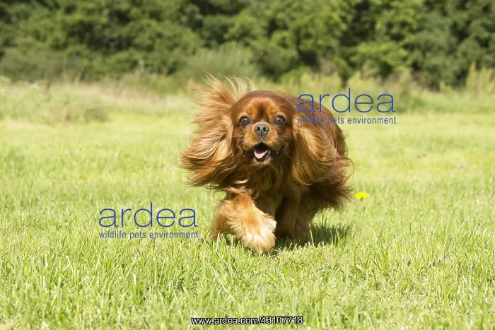  : Cavalier King Charles Spaniel Dog outdoors