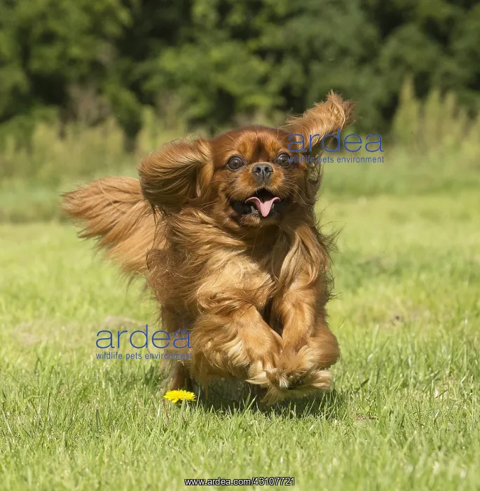 : Cavalier King Charles Spaniel Dog outdoors : Cavalier King Charles Spaniel Dog outdoors