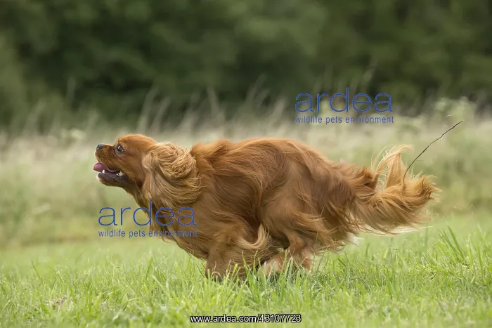  : Cavalier King Charles Spaniel Dog outdoors