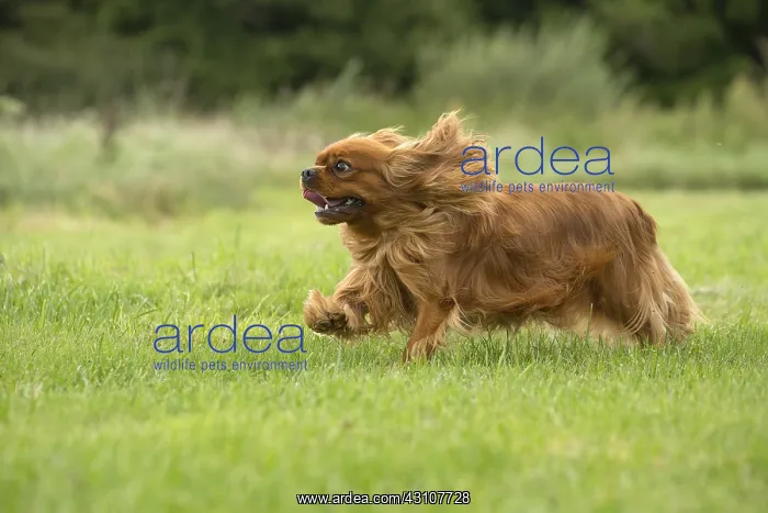  : Cavalier King Charles Spaniel Dog outdoors