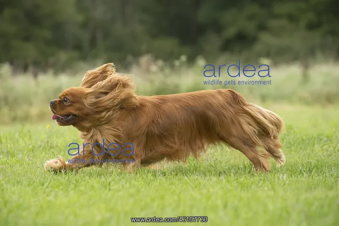  : Cavalier King Charles Spaniel Dog outdoors