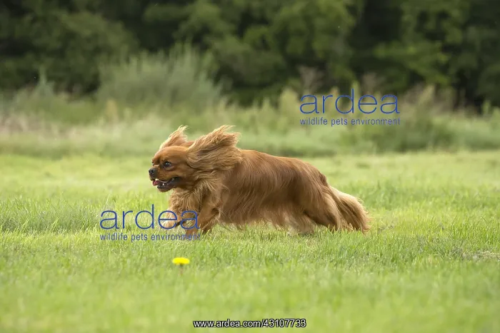  : Cavalier King Charles Spaniel Dog outdoors