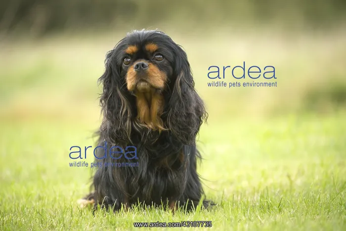  : Cavalier King Charles Spaniel Dog outdoors