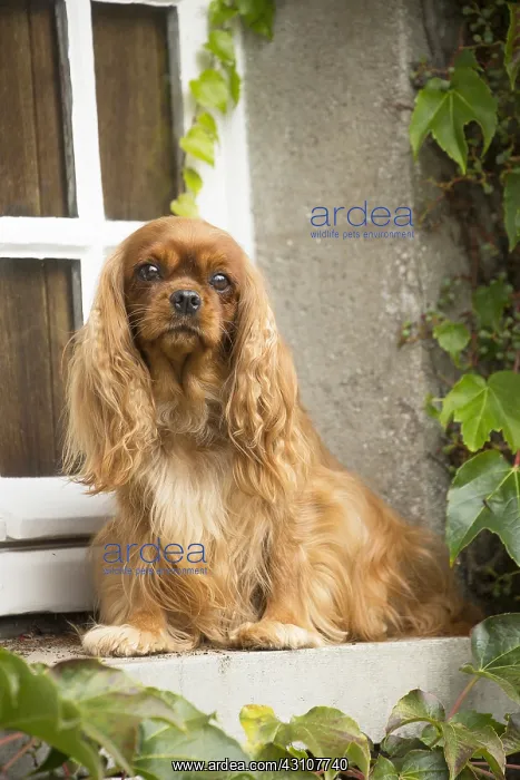  : Cavalier King Charles Spaniel Dog outdoors