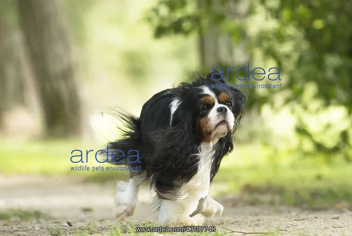  : Cavalier King Charles Spaniel Dog outdoors