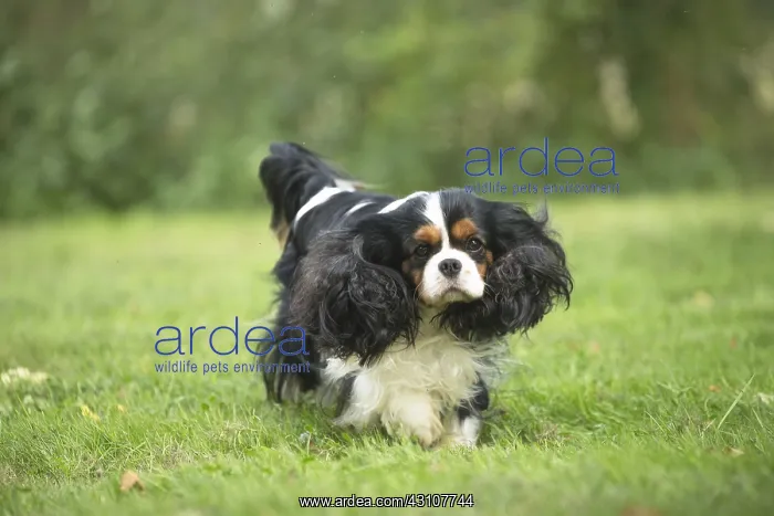  : Cavalier King Charles Spaniel Dog outdoors