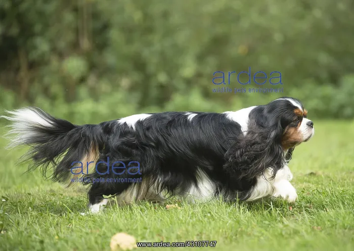  : Cavalier King Charles Spaniel Dog outdoors
