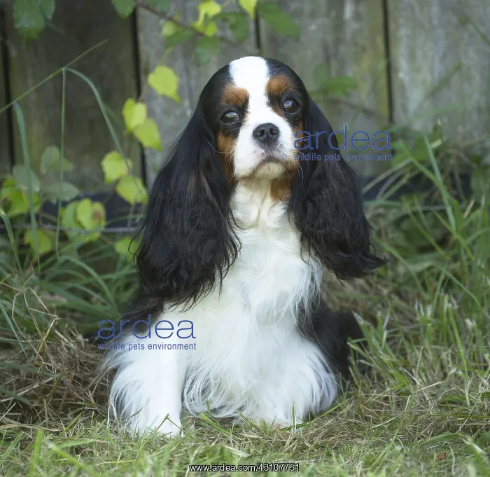  : Cavalier King Charles Spaniel Dog outdoors
