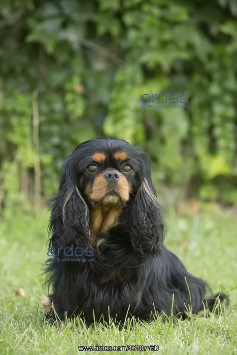  : Cavalier King Charles Spaniel Dog outdoors