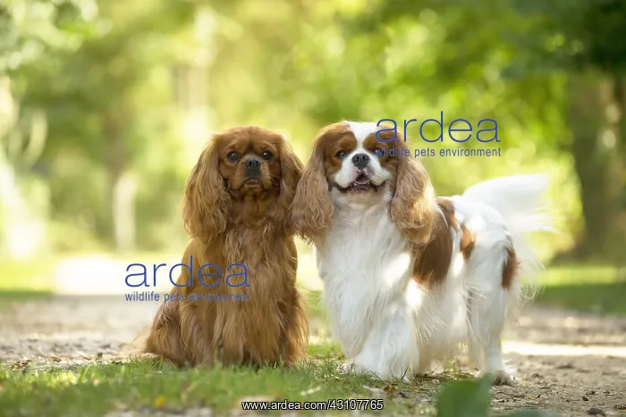  : Cavalier King Charles Spaniel Dog outdoors