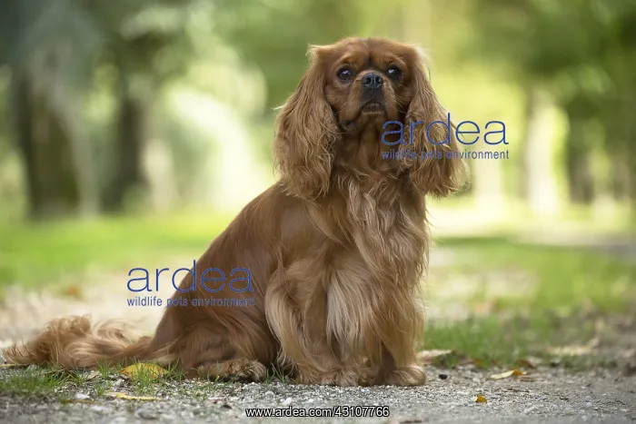  : Cavalier King Charles Spaniel Dog outdoors