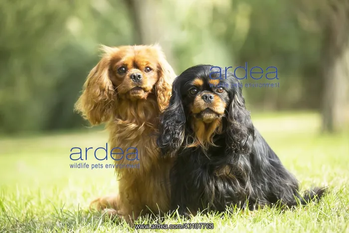  : Cavalier King Charles Spaniel Dog outdoors