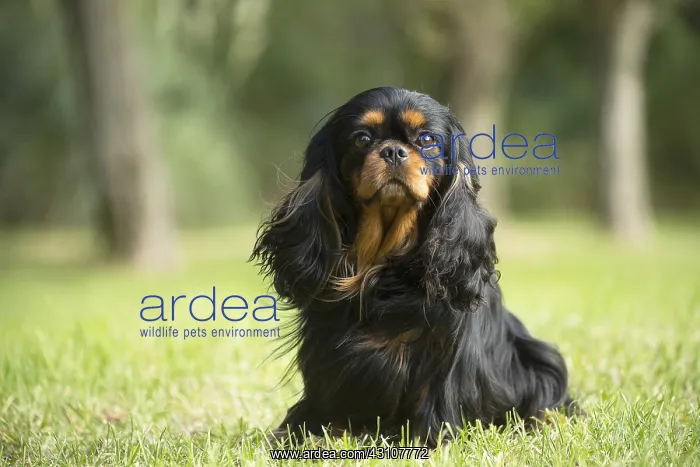  : Cavalier King Charles Spaniel Dog outdoors