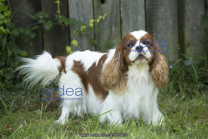  : Cavalier King Charles Spaniel Dog outdoors