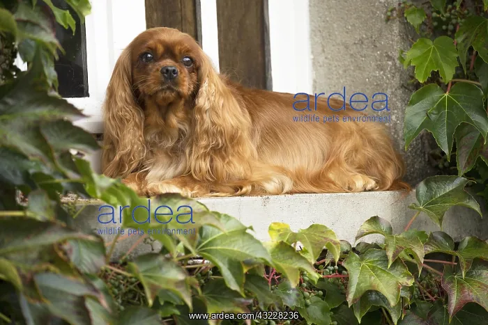  : Cavalier King Charles Spaniel Dog outdoors