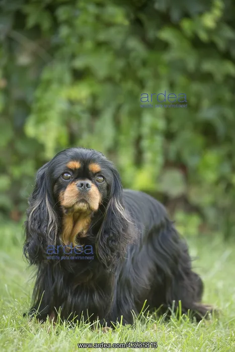 : Cavalier King Charles Spaniel Dog outdoors