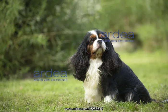  : Cavalier King Charles Spaniel Dog outdoors