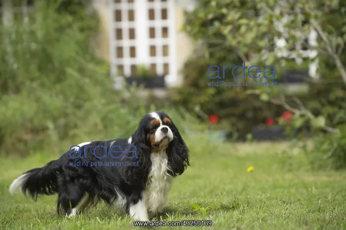  : Cavalier King Charles Spaniel Dog outdoors