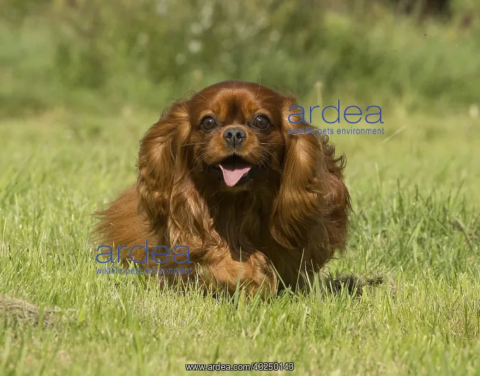  : Cavalier King Charles Spaniel Dog outdoors