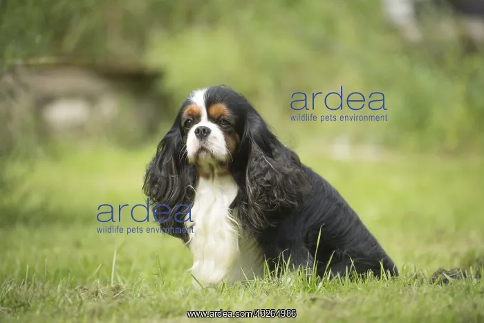  : Cavalier King Charles Spaniel Dog outdoors