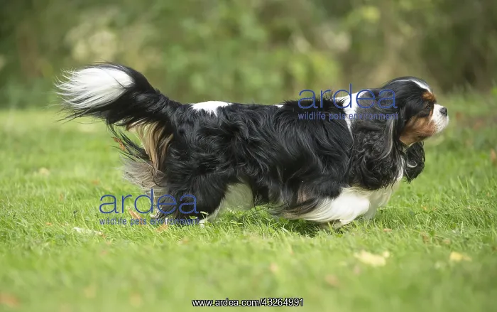  : Cavalier King Charles Spaniel Dog outdoors
