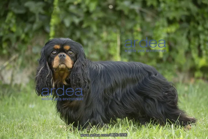  : Cavalier King Charles Spaniel Dog outdoors