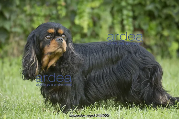  : Cavalier King Charles Spaniel Dog outdoors