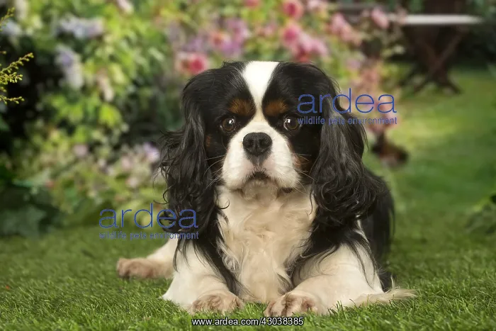 : Cavalier King Charles Spaniel dog outdoors in the garden : Cavalier King Charles Spaniel dog outdoors in the garden