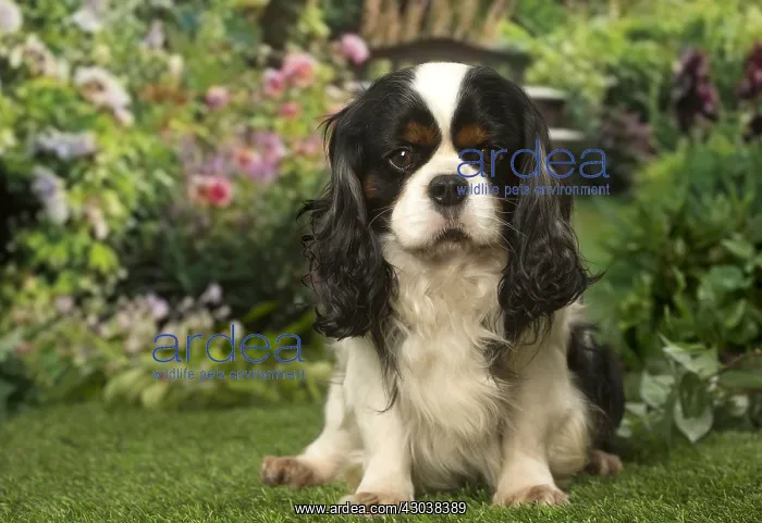 : Cavalier King Charles Spaniel dog outdoors in the garden : Cavalier King Charles Spaniel dog outdoors in the garden