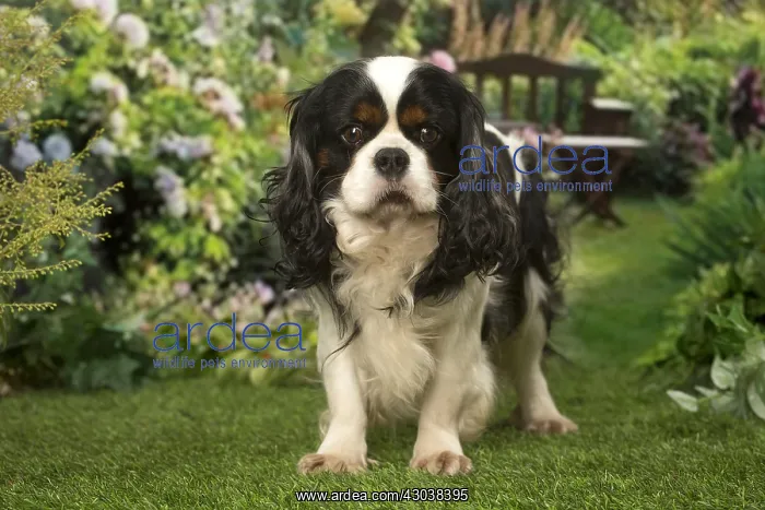 : Cavalier King Charles Spaniel dog outdoors in the garden : Cavalier King Charles Spaniel dog outdoors in the garden