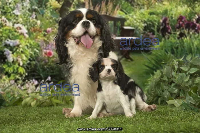 : Cavalier King Charles Spaniel dog with puppy : Cavalier King Charles Spaniel dog with puppy