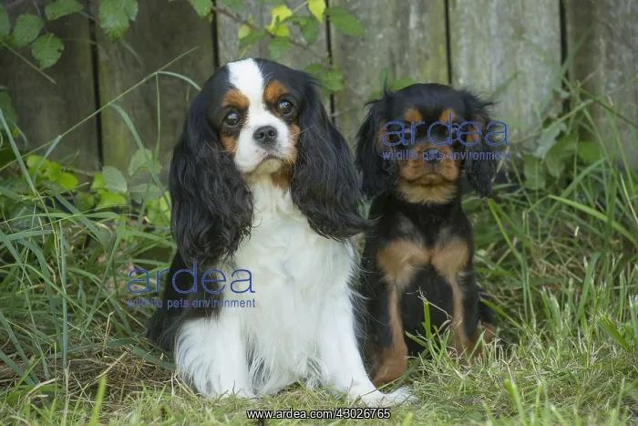 : Cavalier King Charles Spaniel Dog and puppy outdoors : Cavalier King Charles Spaniel Dog and puppy outdoors
