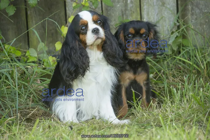  : Cavalier King Charles Spaniel Dog and puppy outdoors