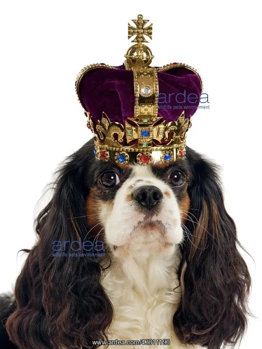 : Cavalier King Charles Spaniel Dog wearing a crown : Cavalier King Charles Spaniel Dog wearing a crown