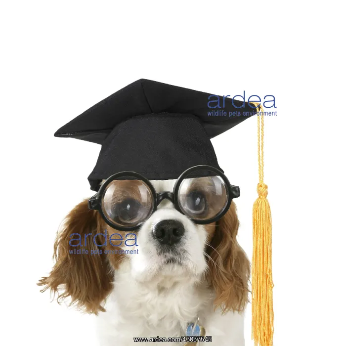  : Cavalier King Charles Spaniel Dog wearing joke magnifying