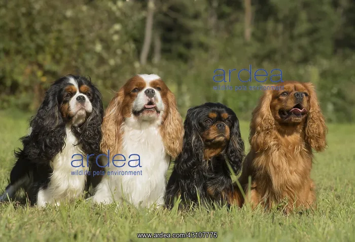  : Four Cavalier King Charles Spaniel Dogs outdoors