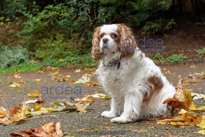: Cavalier King Charles Spaniel, on her driveway in : Cavalier King Charles Spaniel, on her driveway in