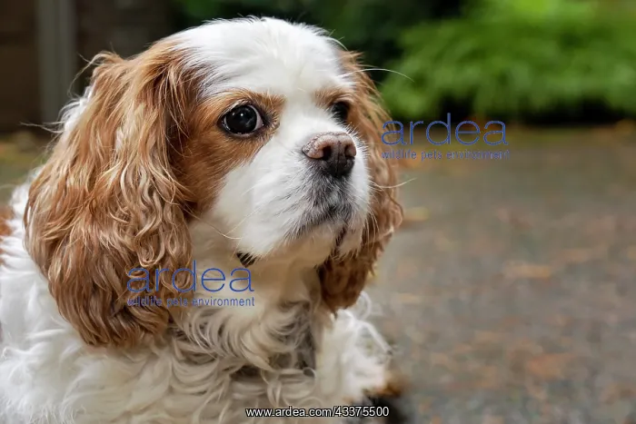: Cavalier King Charles Spaniel, on her driveway in : Cavalier King Charles Spaniel, on her driveway in