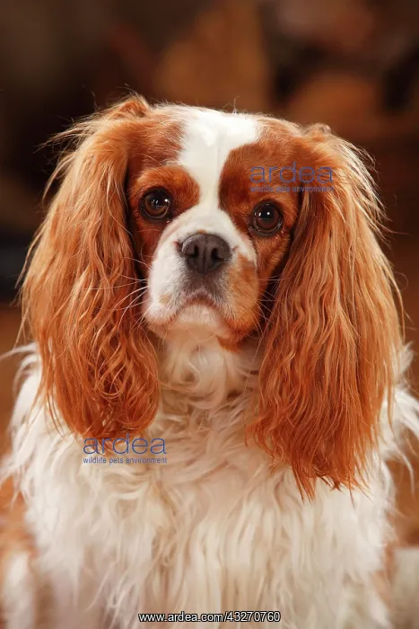 : Cavalier King Charles Spaniel, female, Blenheim : Cavalier King Charles Spaniel, female, Blenheim