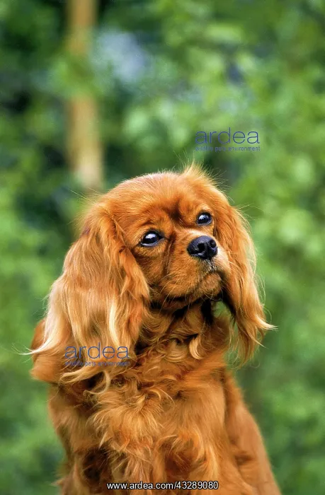 : Cavalier King Charles Spaniel, France : Cavalier King Charles Spaniel, France
