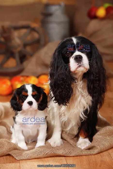 : Cavalier King Charles Spaniel, male, 4 years, with : Cavalier King Charles Spaniel, male, 4 years, with